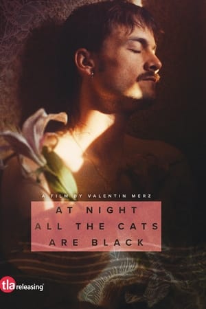 watch At Night All the Cats Are Black