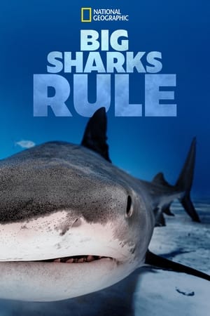watch Big Sharks Rule