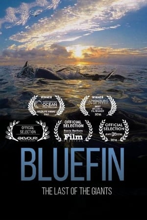 Bluefin watch Bluefin