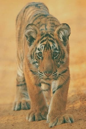 watch Broken Tail