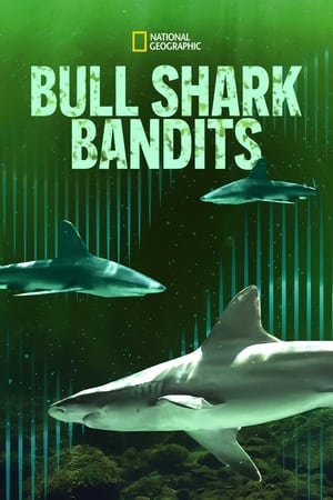 Bull Shark Bandits watch Bull Shark Bandits