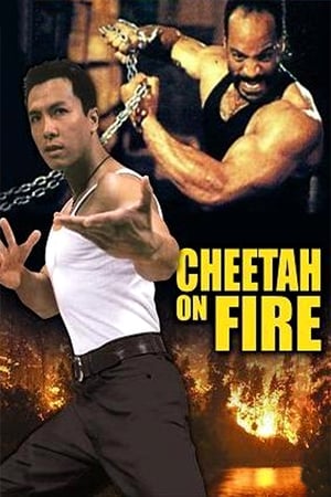 Cheetah on Fire watch Cheetah on Fire