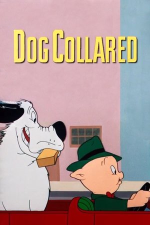 watch Dog Collared