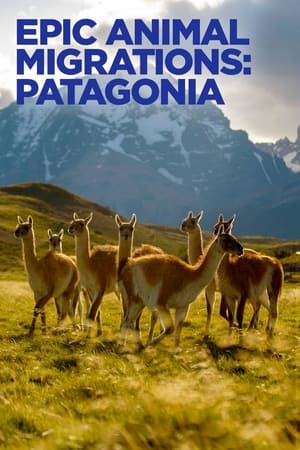 watch Epic Animal Migrations: Patagonia