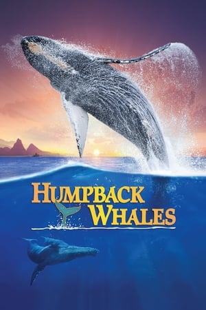 Humpback Whales watch Humpback Whales