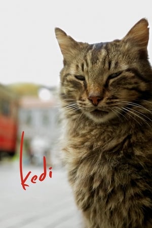 Kedi watch Kedi
