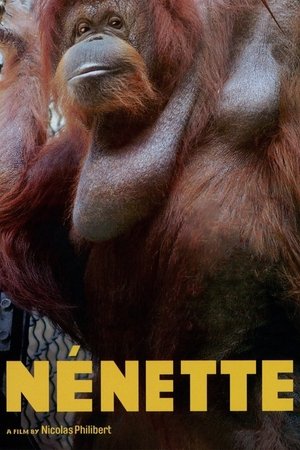 Nénette watch Nénette