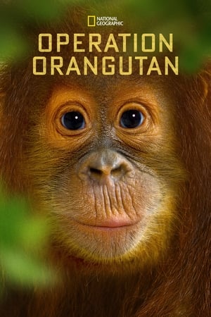 watch Orankipelastus