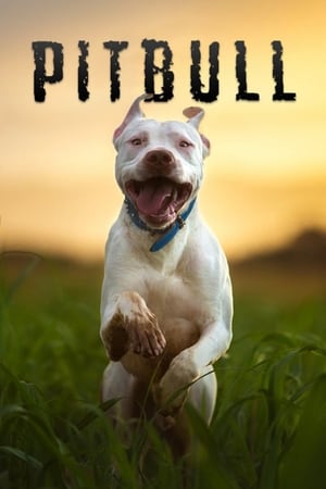 watch Pitbull