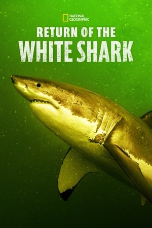 Return of the White Shark watch Return of the White Shark