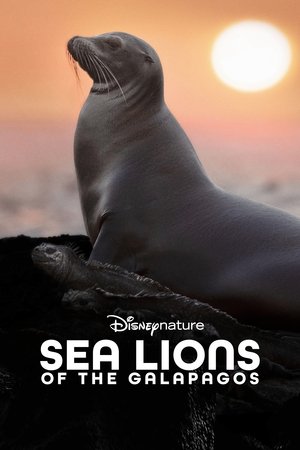watch Sea Lions of the Galapagos