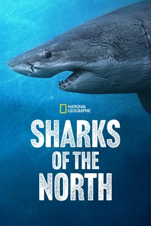 watch Sharks of the North