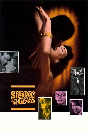 Splendor in the Grass watch Splendor in the Grass