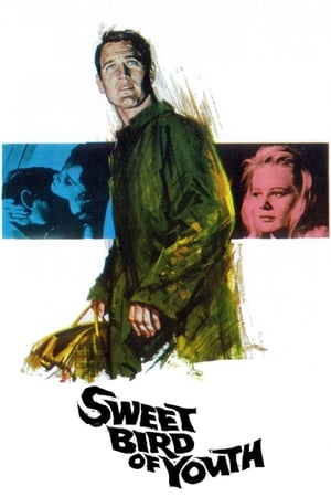 Sweet Bird of Youth watch Sweet Bird of Youth