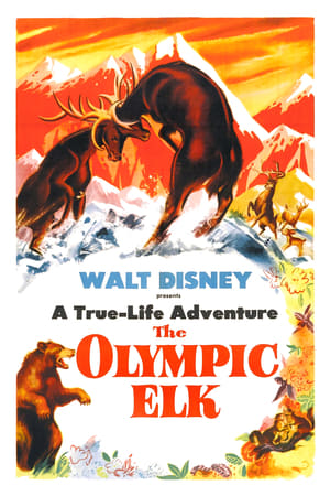 watch The Olympic Elk