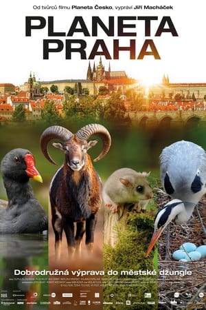 Wild Prague watch Wild Prague