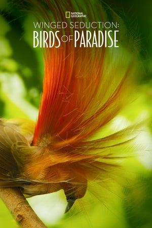 watch Winged Seduction: Birds of Paradise