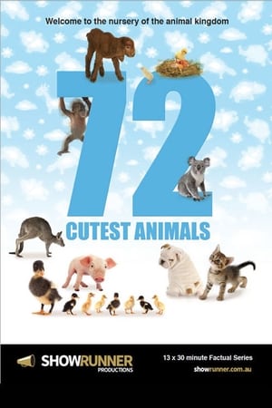 72 Cutest Animals-hd