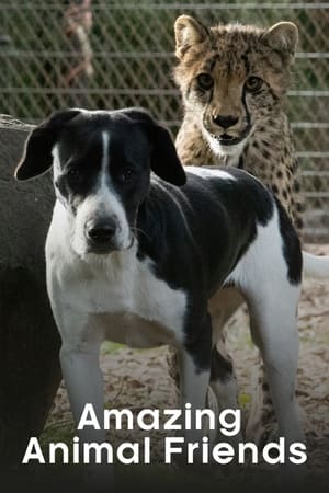Amazing Animal Friends-hd