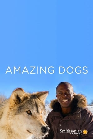 Amazing Dogs Amazing Dogs-hd