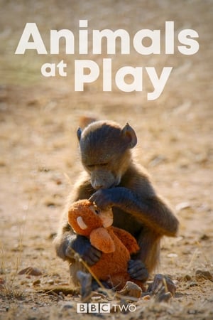 Animals at Play Animals at Play-hd