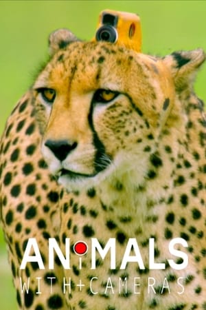 Animals with Cameras Animals with Cameras-hd