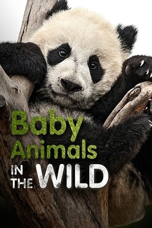 Baby Animals In The Wild Baby Animals In The Wild-hd