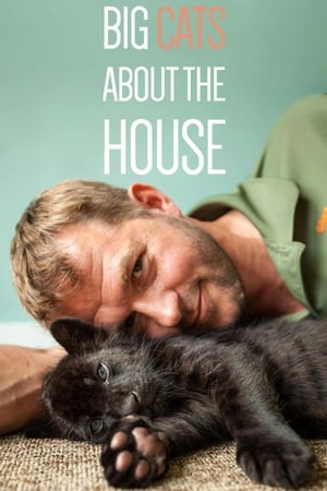 Big Cats About The House-hd
