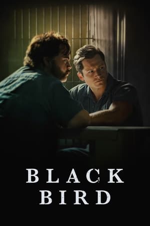 Black Bird Black Bird-hd