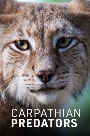 Carpathian Predators Carpathian Predators-hd