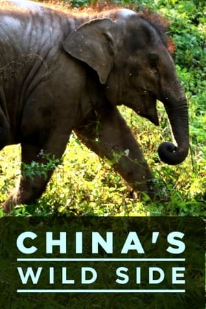 China's Wild Side-hd
