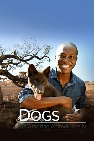 Dogs: An Amazing Animal Family-hd