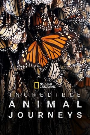 Incredible Animal Journeys-hd