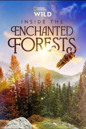 Inside the Enchanted Forests Inside the Enchanted Forests-hd