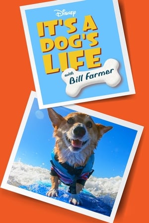 It's a Dog's Life with Bill Farmer-hd