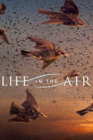Life in the Air Life in the Air-hd