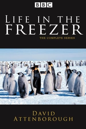 Life in the Freezer Life in the Freezer-hd