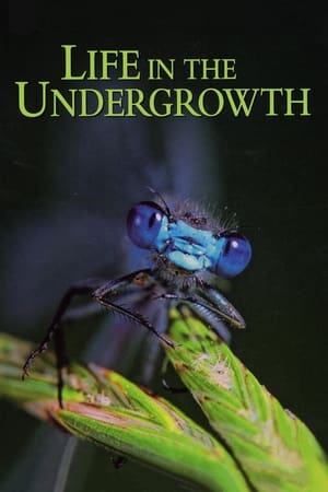 Life in the Undergrowth Life in the Undergrowth-hd