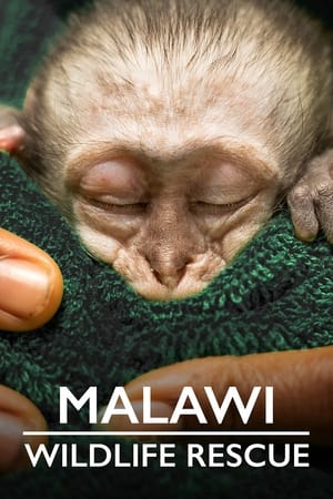 Malawi Wildlife Rescue Malawi Wildlife Rescue-hd