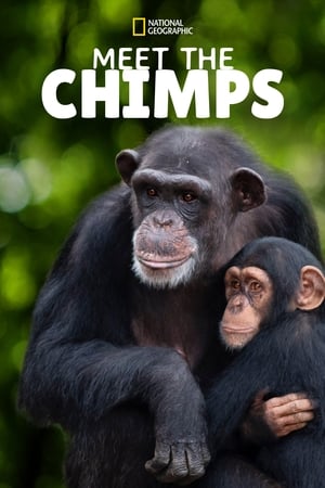 Meet the Chimps Meet the Chimps-hd