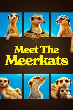 Meet The Meerkats-hd