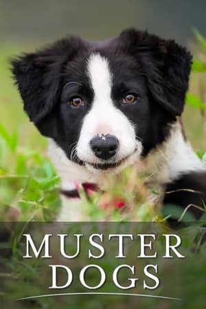 Muster Dogs Muster Dogs-hd
