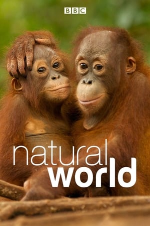 Natural World Natural World-hd