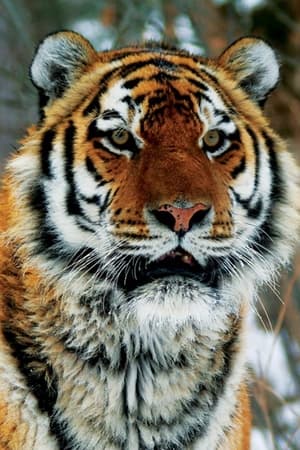 Operation Snow Tiger Operation Snow Tiger-hd