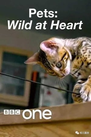 Pets: Wild at Heart Pets: Wild at Heart-hd