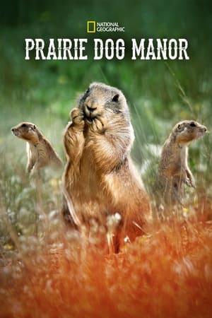 Prairie Dog Manor-hd
