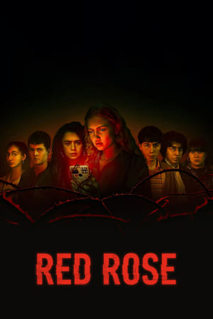 Red Rose Red Rose-hd