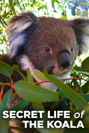 Secret Life of the Koala Secret Life of the Koala-hd