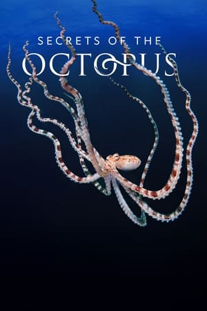Secrets of the Octopus-hd