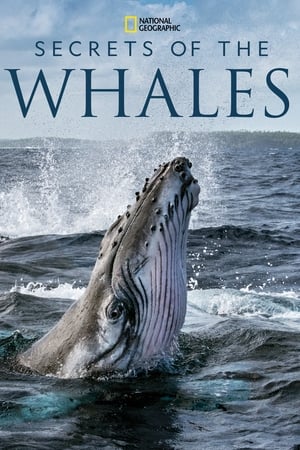 Secrets of the Whales Secrets of the Whales-hd